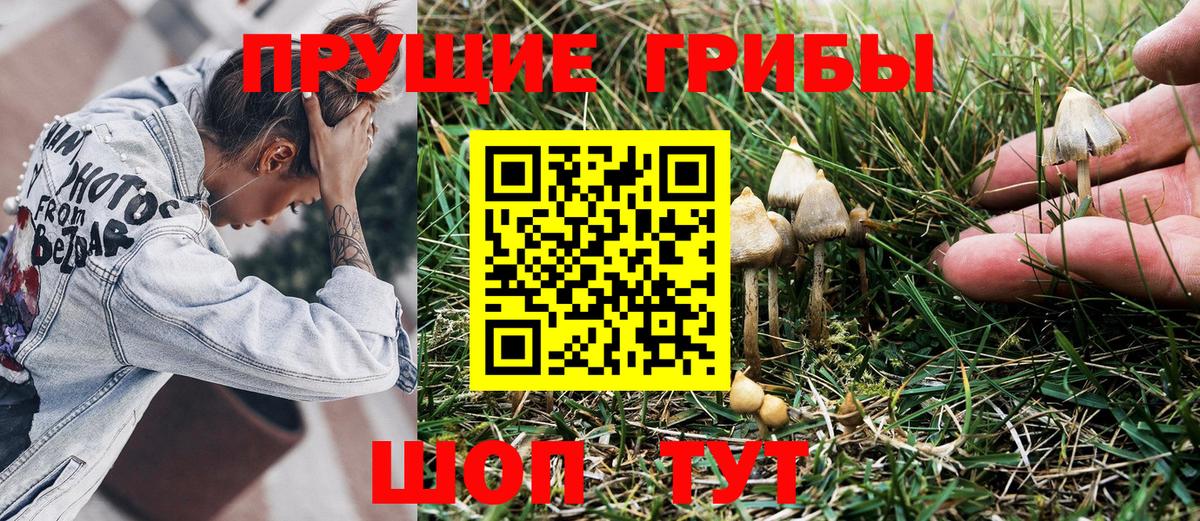 Тара  Галлюциногенные грибы мицелий  Псилоцибиновые грибы Psilocybine cubensis  цены   Вход с VPN 
